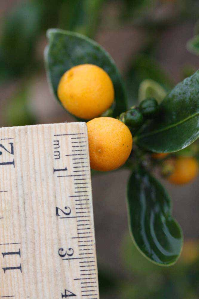                     Fruit of procimequat (Riverside, CA)       